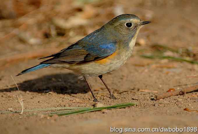 黄雀和植物园众小鸟 黄雀和植物园众小鸟