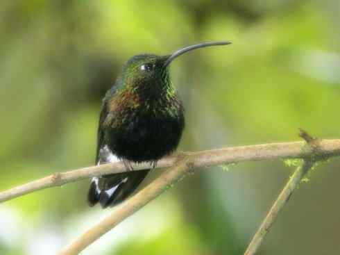 猎奇：奇特的鸟喙之九