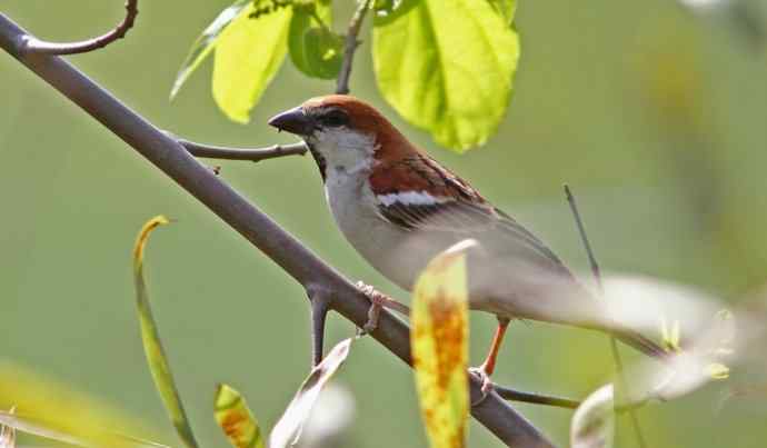 婺源观鸟行之沿途观鸟篇 婺源观鸟行之沿途观鸟篇