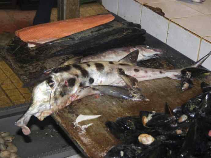 鱼类活化石：叶吻银鲛