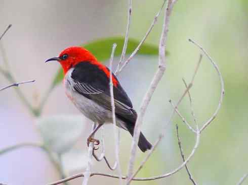 极品红色鸟类：绯红摄蜜鸟