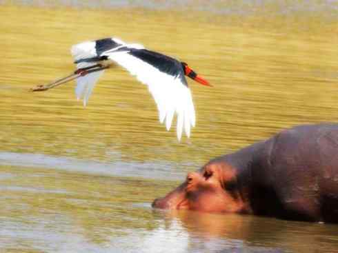 猎奇：奇特的鸟喙之六