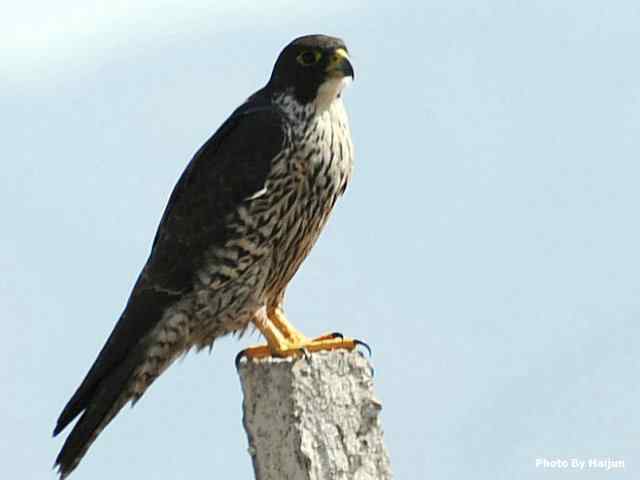 高速连拍游隼起飞瞬间