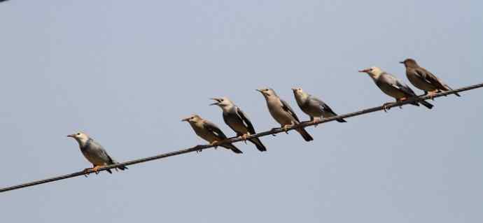 婺源观鸟行之沿途观鸟篇 婺源观鸟行之沿途观鸟篇