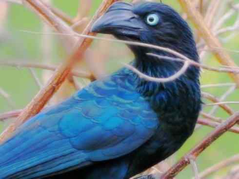 奇特的盔：大犀鹃