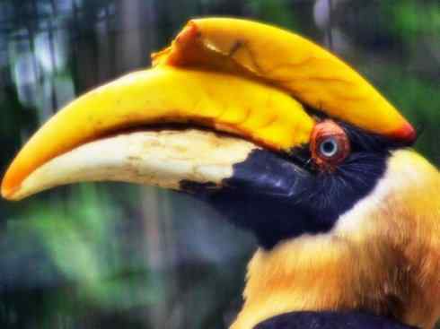 猎奇：奇特的鸟喙之三