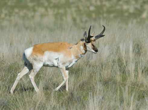麒麟：传说的兽原型探秘（叉角羚）