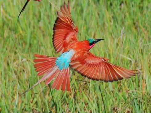 极品红色鸟类：红蜂虎