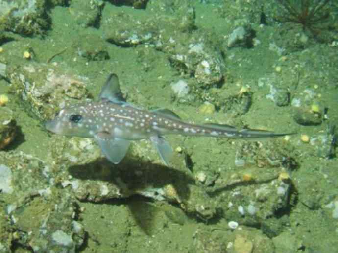 鱼类活化石：银鲛