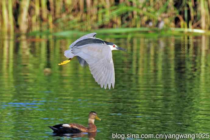 寻鱼的夜鹭（5）
