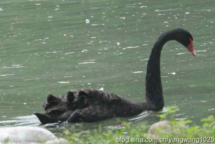 麋鹿的乐园 wbr3