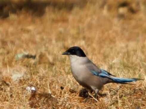 雀鸟也彪悍：赤练仙子（灰喜鹊）