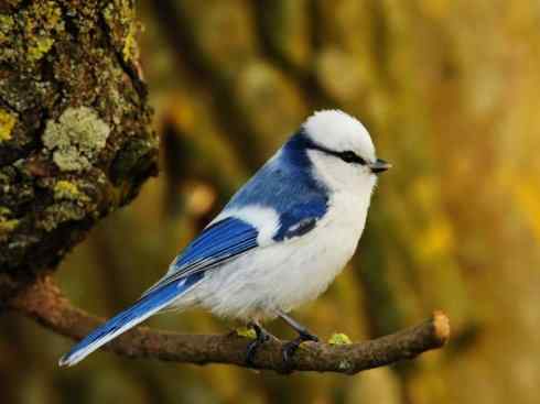选择小鸟的方法