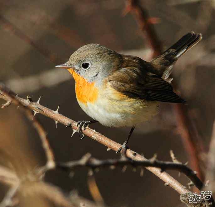 极其少见的红胸姬鹟 极其少见的红胸姬鹟