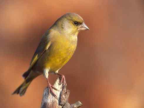 家禽驯化之源之十九