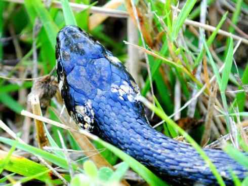 龙：传说的兽原型探秘（水蛇类）