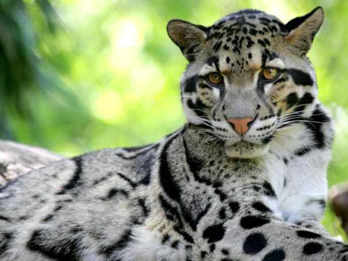 犬科：犬亚科犬属之灰狼