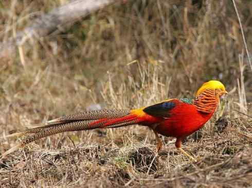 家禽驯化之源之八