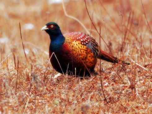 家禽驯化之源之五