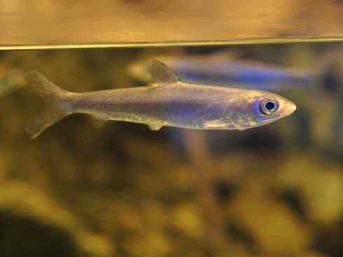 鱼类活化石：虱目鱼