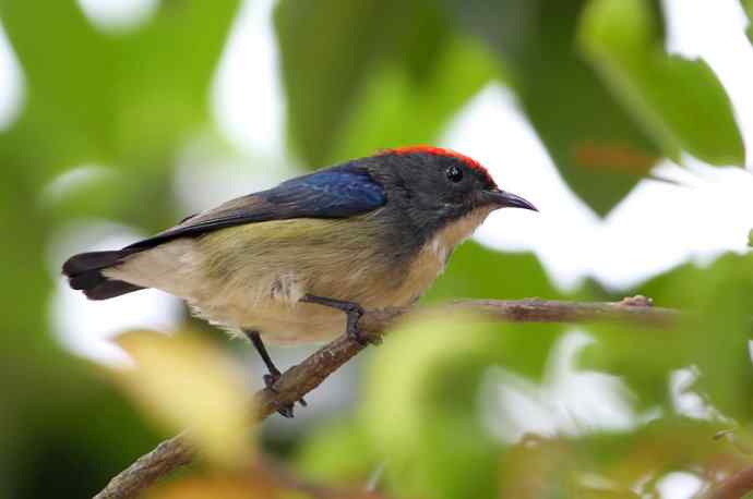 朱背情缘 朱背情缘