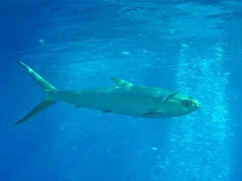 鱼类活化石：虱目鱼