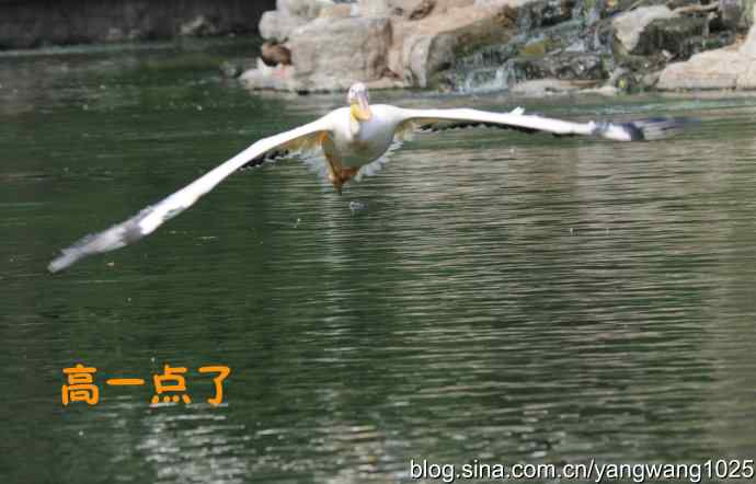 舞（大鹈鹕之舞）