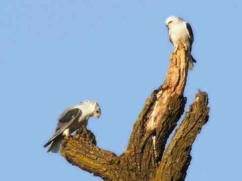 白头鸟系列：另类的美丽（白尾鸢）