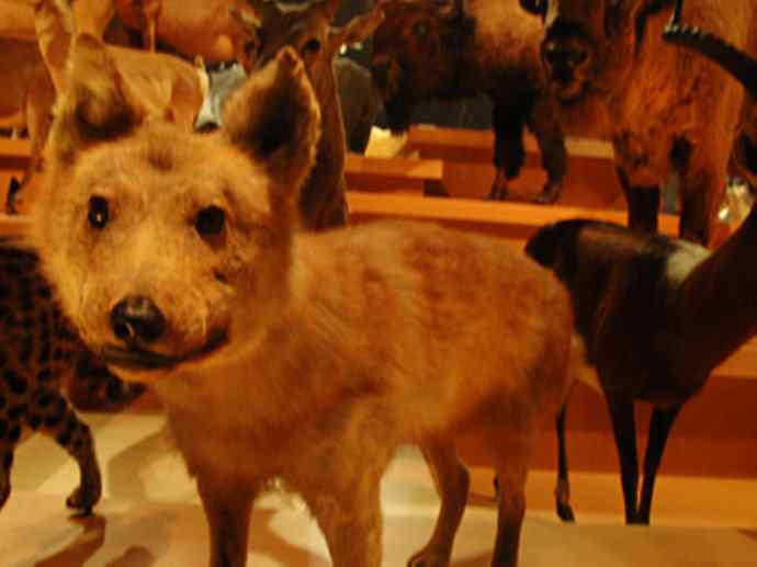 犬科：犬亚科犬属之灰狼