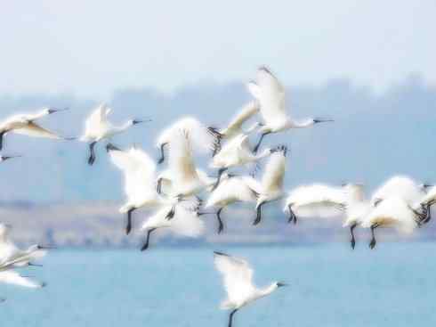 猎奇：奇特的鸟喙之八(重发之黑琵鹭)