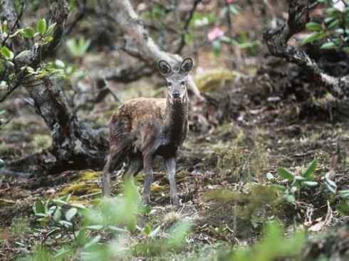 麒麟：传说的兽原型探秘（长颈鹿）