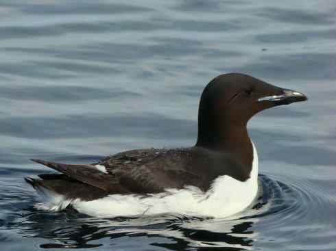 奇特的盔：角嘴海雀