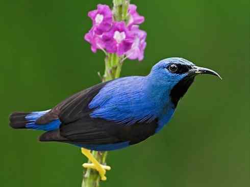 极品红色鸟类：绯红摄蜜鸟