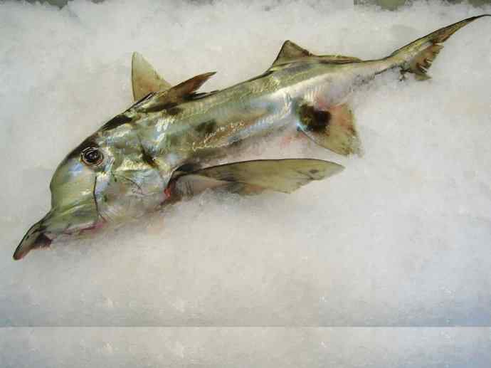 鱼类活化石：叶吻银鲛