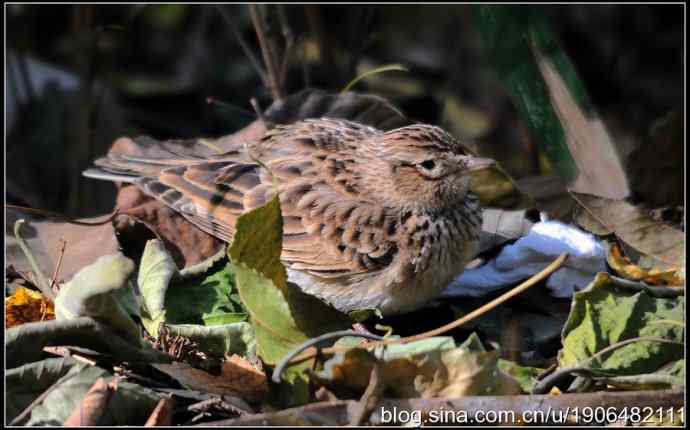 猫---天生的鸟类杀手! 猫---天生的鸟类杀手!