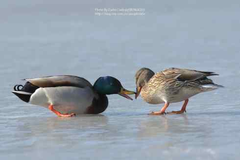 绿头鸭冰上求爱