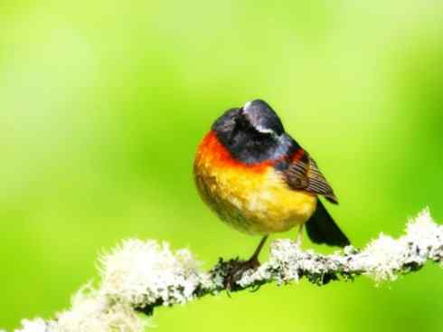 美丽无罪：雀鸟之林鸲