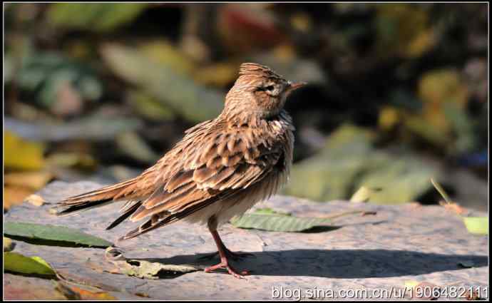 猫---天生的鸟类杀手! 猫---天生的鸟类杀手!