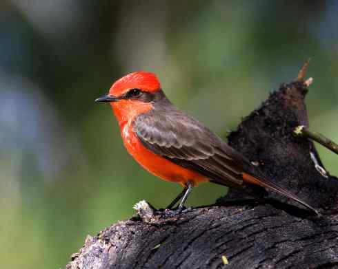 极品红色鸟类：朱红霸鶲