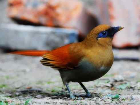 美丽无罪：雀鸟之噪鹛