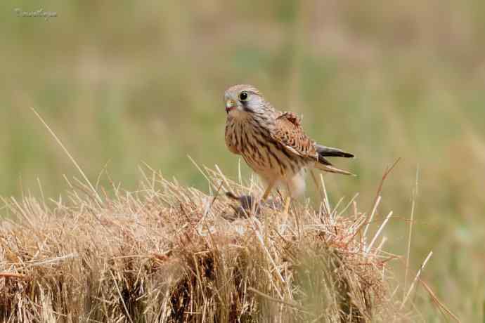 【综合】草原猛禽