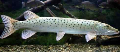 鱼类活化石：弓鳍鱼