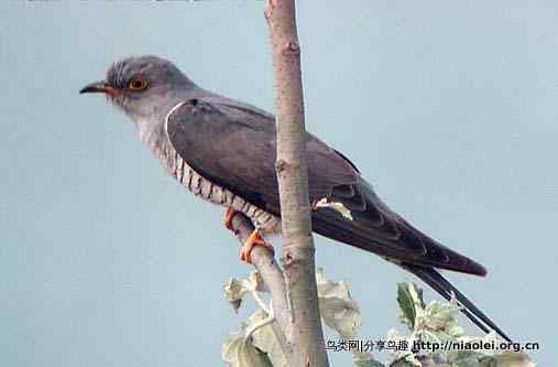 廖耿能讲杜鹃 廖耿能讲杜鹃