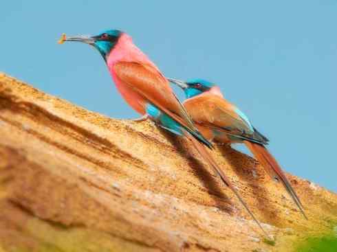 极品红色鸟类：红蜂虎