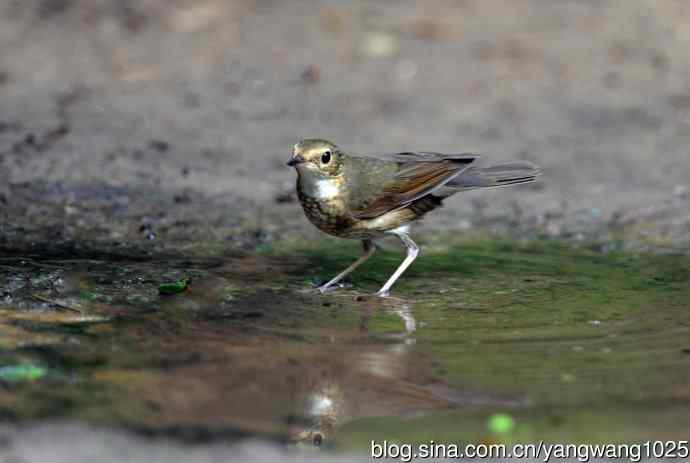 雌性蓝歌鸲（8）