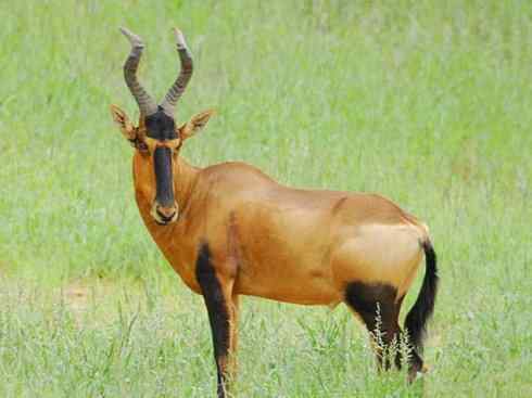 麒麟：传说的兽原型探秘（狷羚）