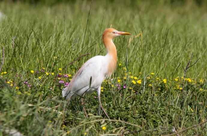 婺源观鸟行之沿途观鸟篇 婺源观鸟行之沿途观鸟篇