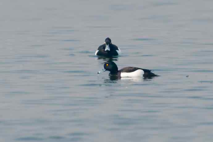 【新鸟】记录凤头潜鸭