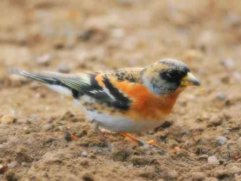 家禽驯化之源之二十二