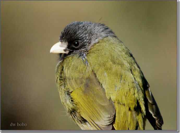 中国特有鸟种-领雀嘴鹎